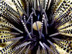 Banded Urchin..North Shore ~35' natural lighting. by Glenn Poulain 
